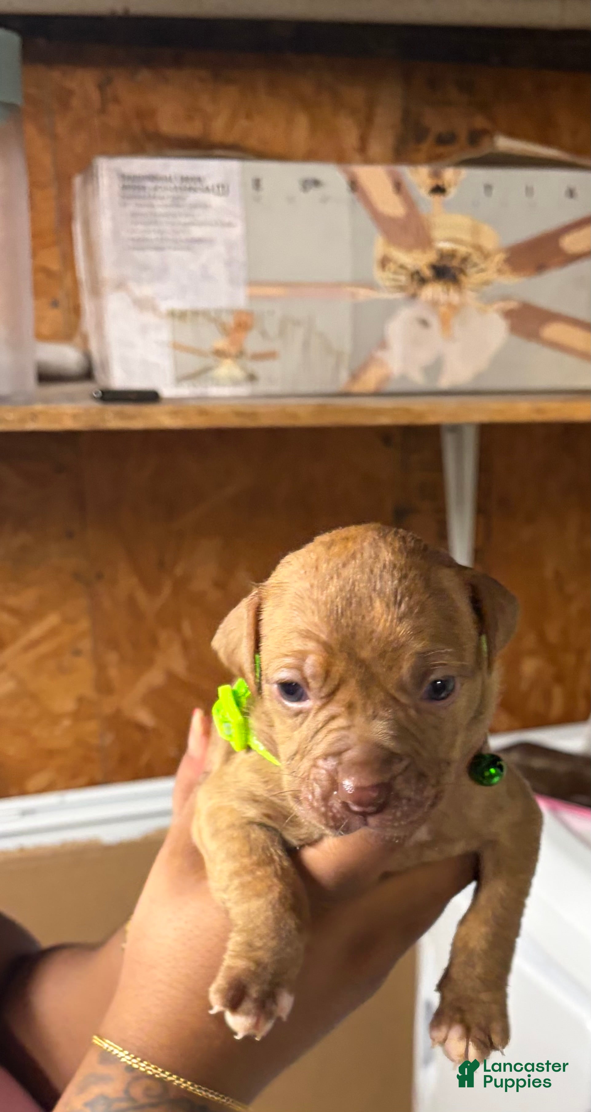 American Pit Bull Terrier dogs American Pit Bull Terrier Puppy 2 - Ad 4