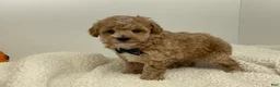 Toy Poodle dogs for sale: Jimmy - Ad 4