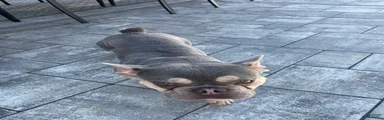 Boy 
