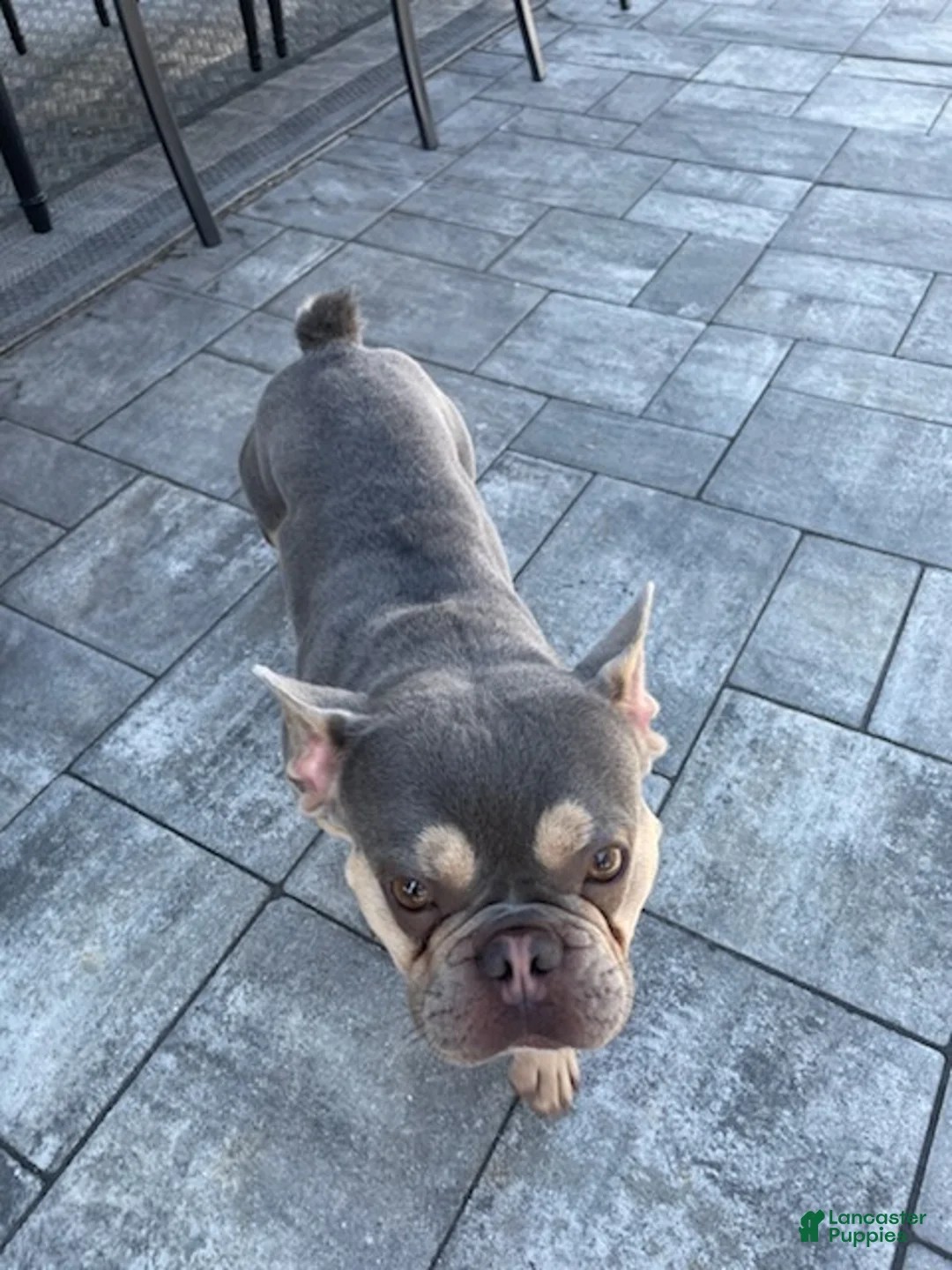 French Bulldog dogs for sale: Boy  - Ad 1