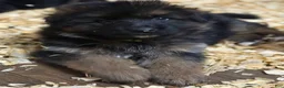 German Shepherd dogs for sale: Jax  - Ad 9