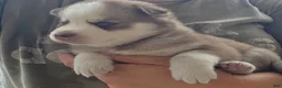 Siberian Husky dogs for sale: Gus - Ad 7