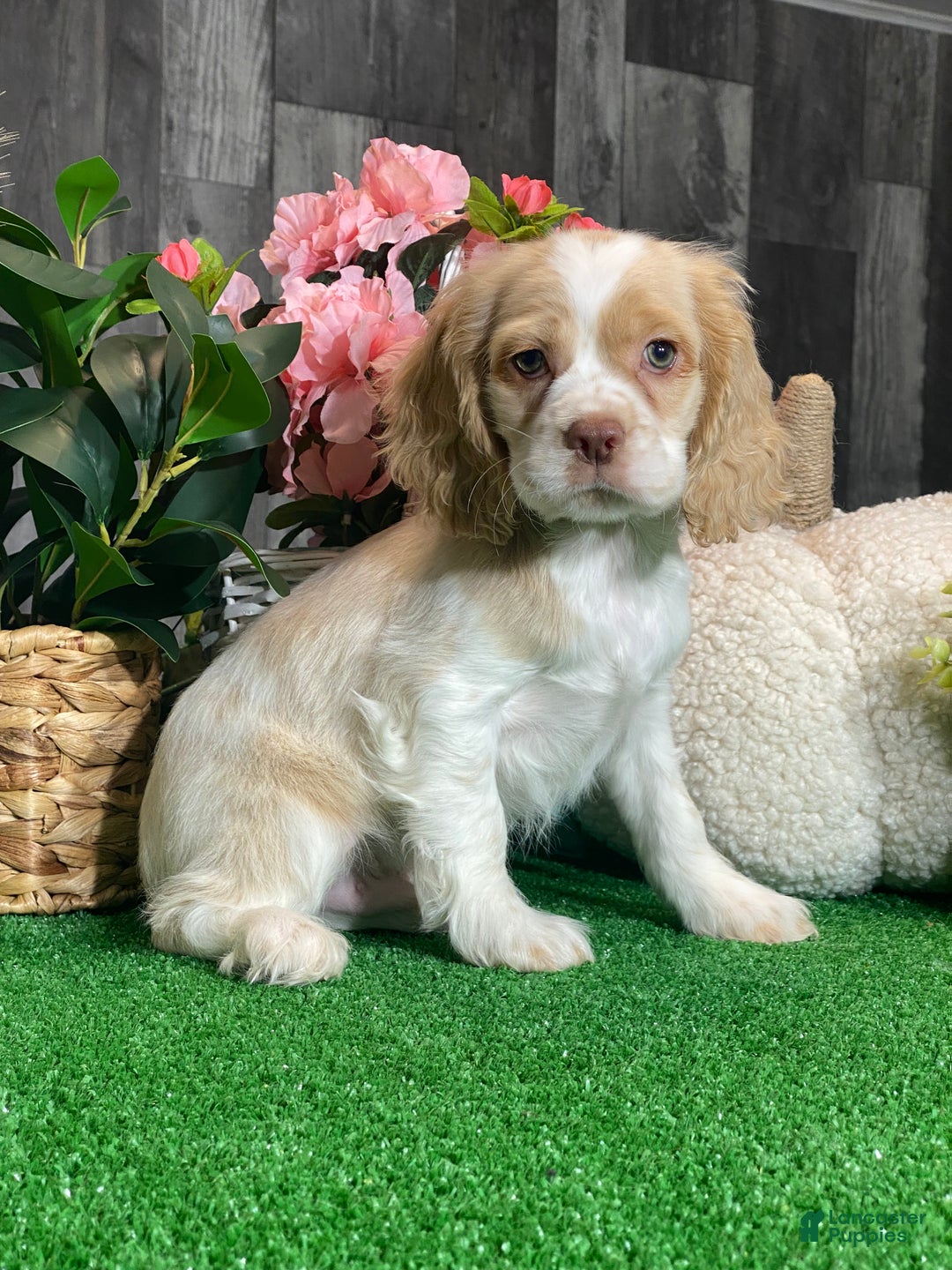 Cocker Spaniel dogs for sale: Tucker - Ad 5