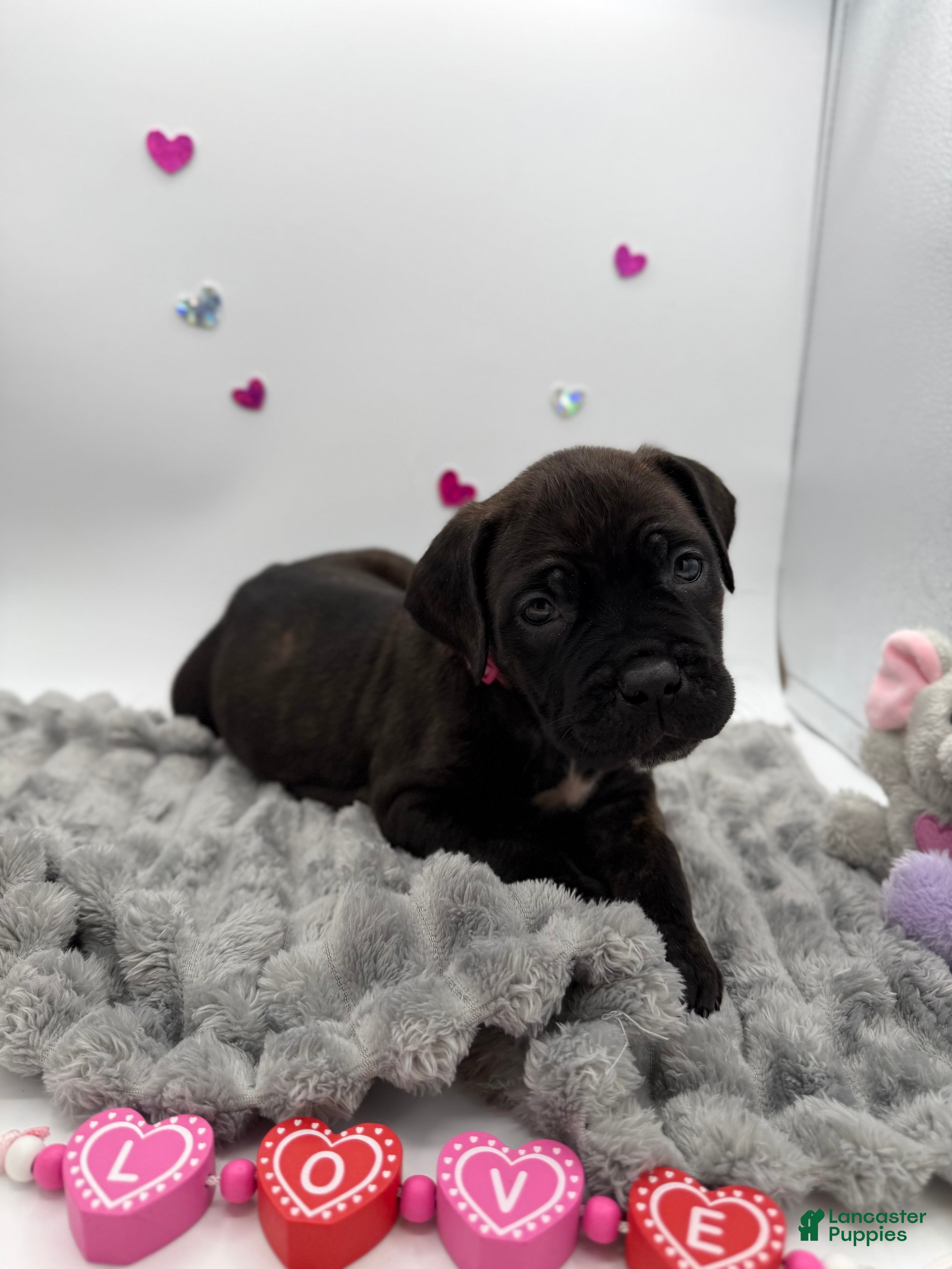 Cane Corso dogs Cane Corso Puppy 8 - Ad 8