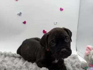 Cane Corso dogs Cane Corso Puppy 8 - Ad 8