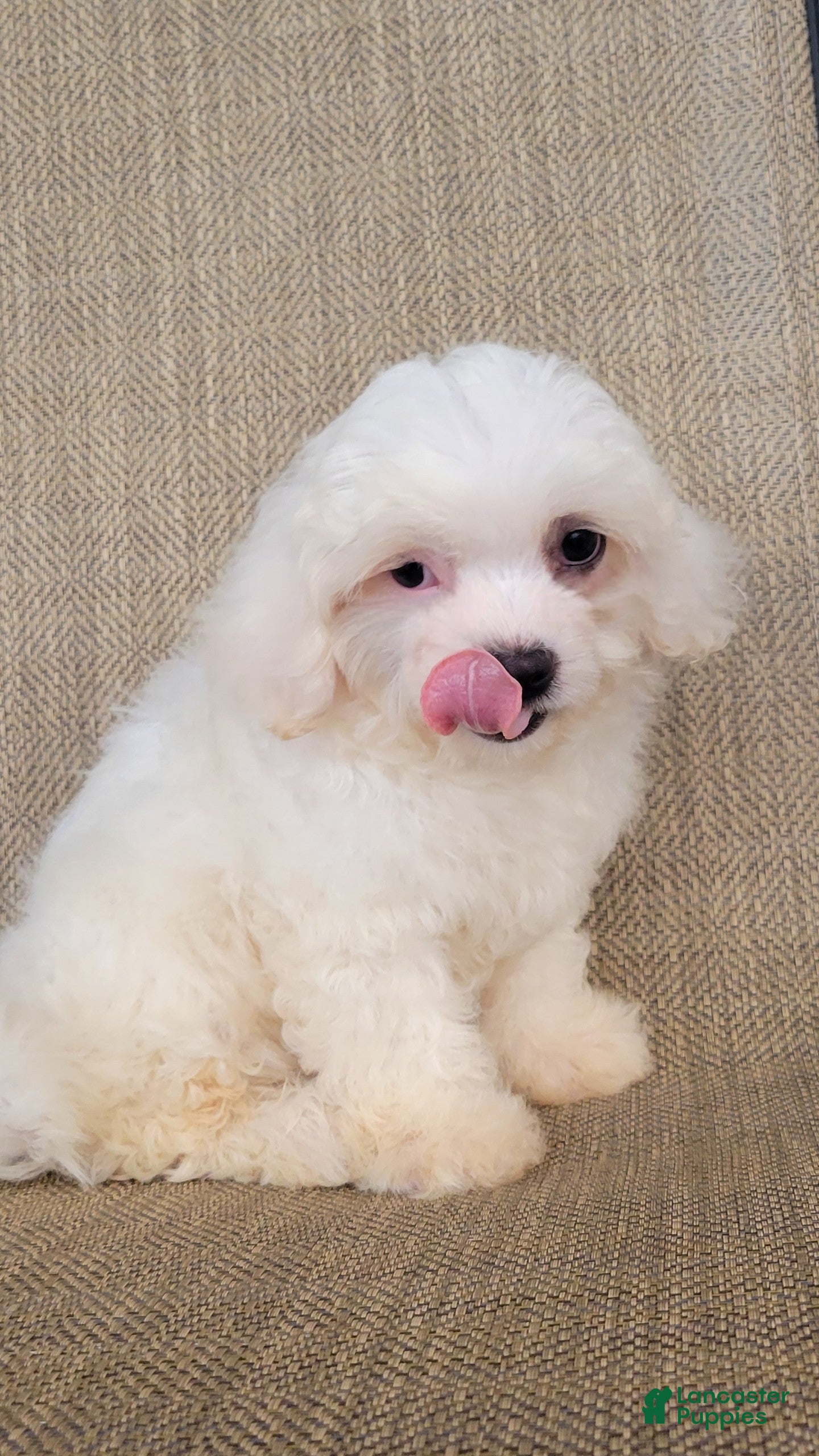 Teddy Bear dogs Pearl - Ad 2