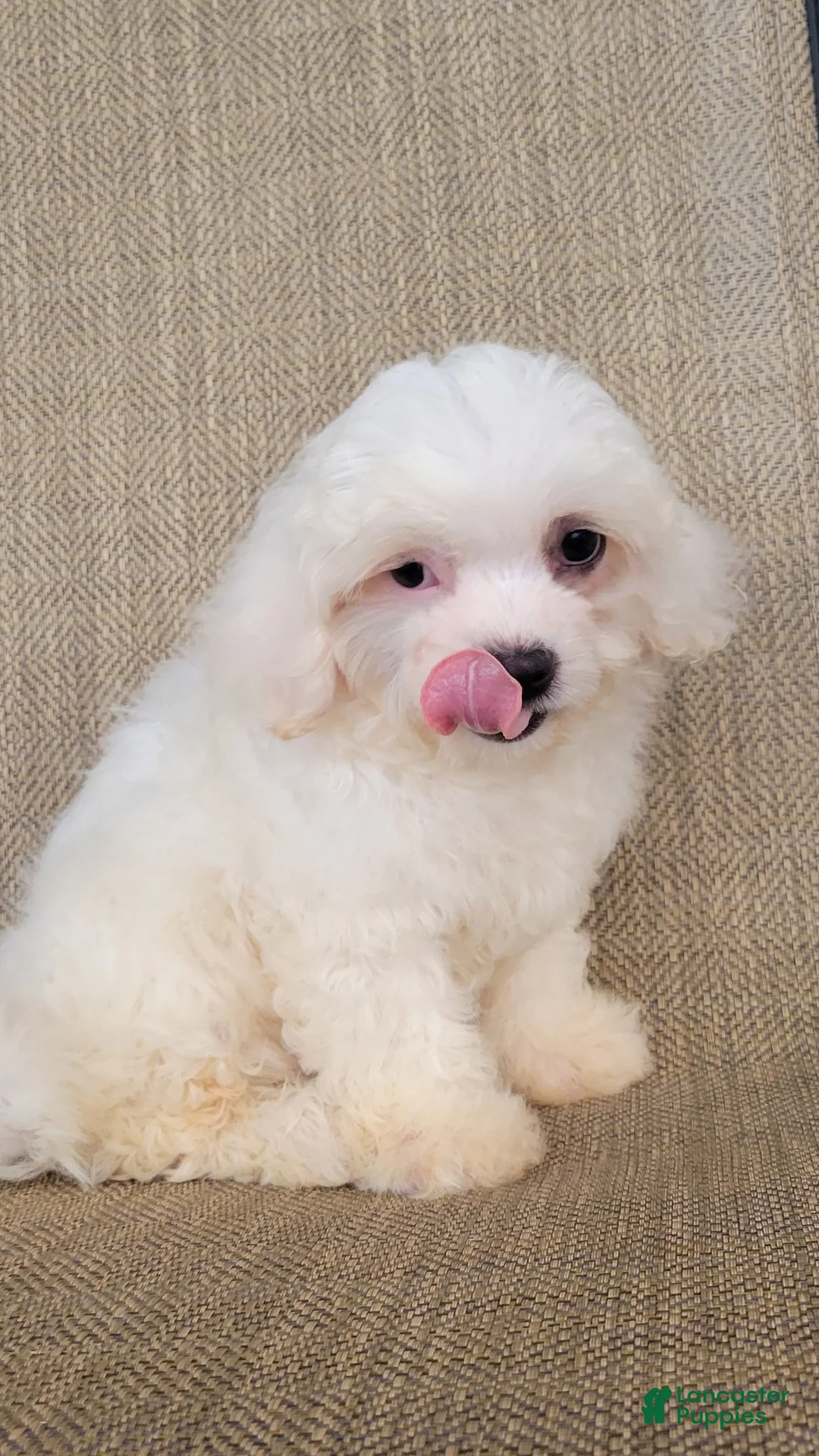 Teddy Bear dogs for sale: Pearl - Ad 2