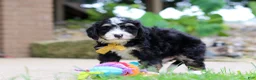 Mini Bernedoodle dogs for sale: Dr. Pepper - Ad 5
