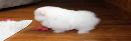 Pomeranian dogs for sale: Teacup Pamela - Ad 5