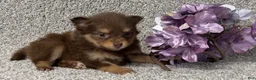 Pomeranian dogs for sale: Kendall - Ad 3
