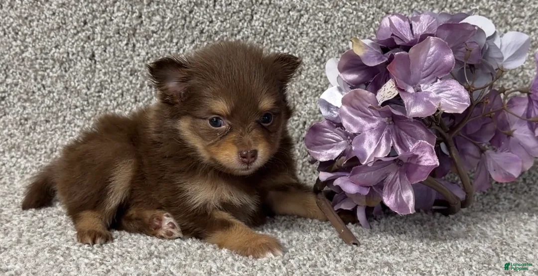 Pomeranian dogs for sale: Kendall - Ad 3