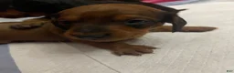 Miniature Dachshund dogs for sale: Hazelnut  - Ad 9