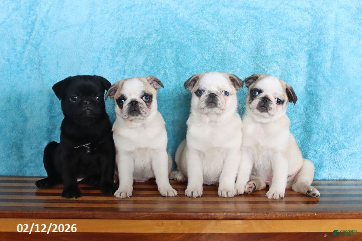 Pug dogs George - Ad 2