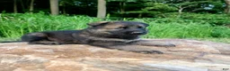 German Shepherd dogs for sale: German Shepherd 9 Tracker - Ad 5