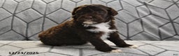 Portuguese Water Dog dogs for sale: Dime - Ad 12