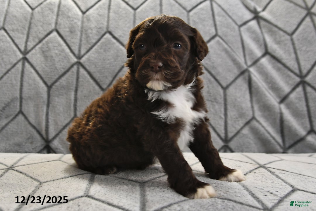 Portuguese Water Dog dogs for sale: Dime - Ad 12