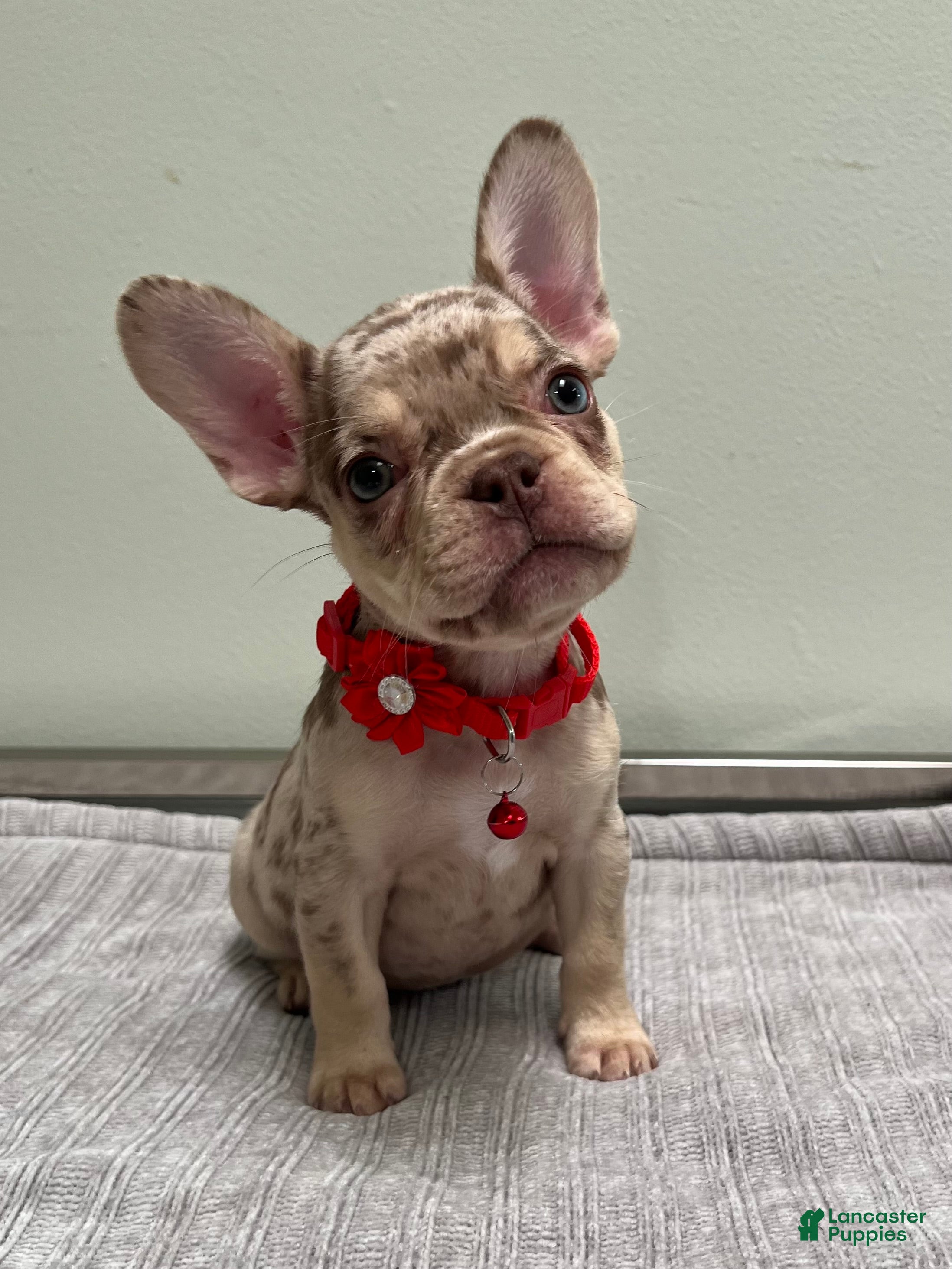 French Bulldog dogs Shelly - Ad 9