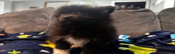 Pomeranian dogs for sale: Tater tot  - Ad 6