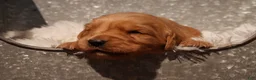 Golden Retriever dogs for sale: Liz - AKC, Genetically Clear - Ad 6