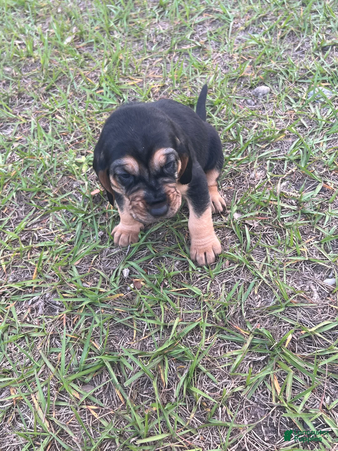 Bloodhound dogs for sale: Bloodhound Puppy 7 - Ad 1