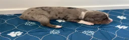 Miniature Australian Shepherd dogs for sale: Vega - Ad 2