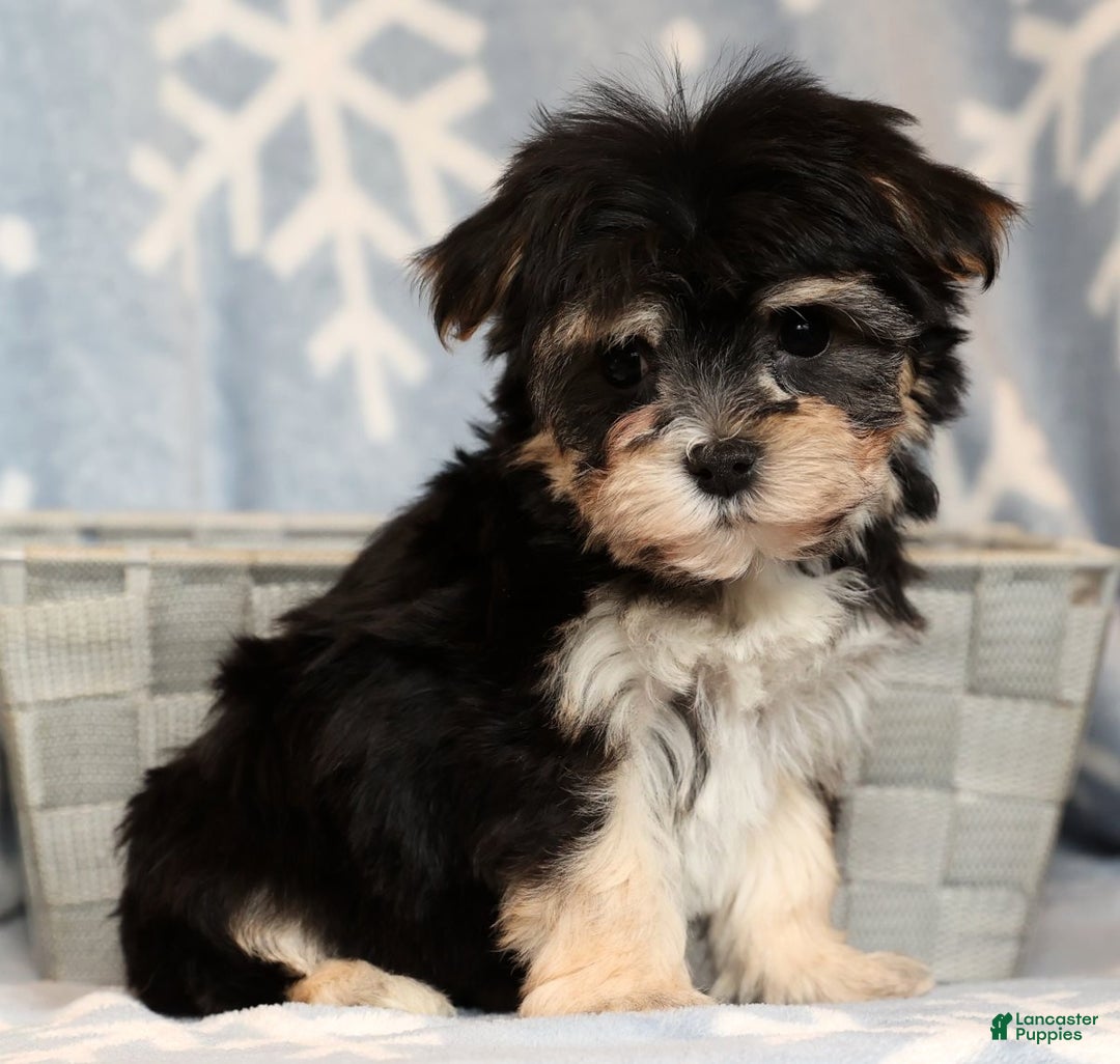 Yochon dogs for sale: Macy - Ad 6