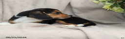 Beagle dogs for sale: Roscoe - Ad 7
