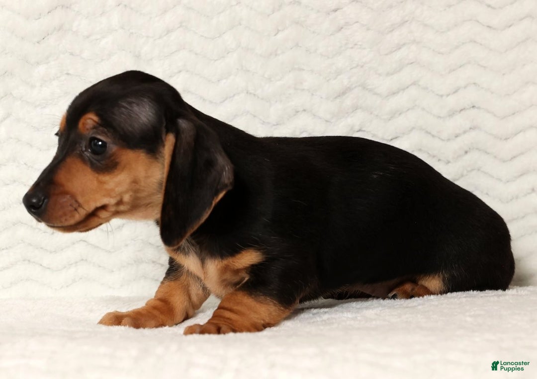 Miniature Dachshund dogs for sale: Emmy - Ad 5