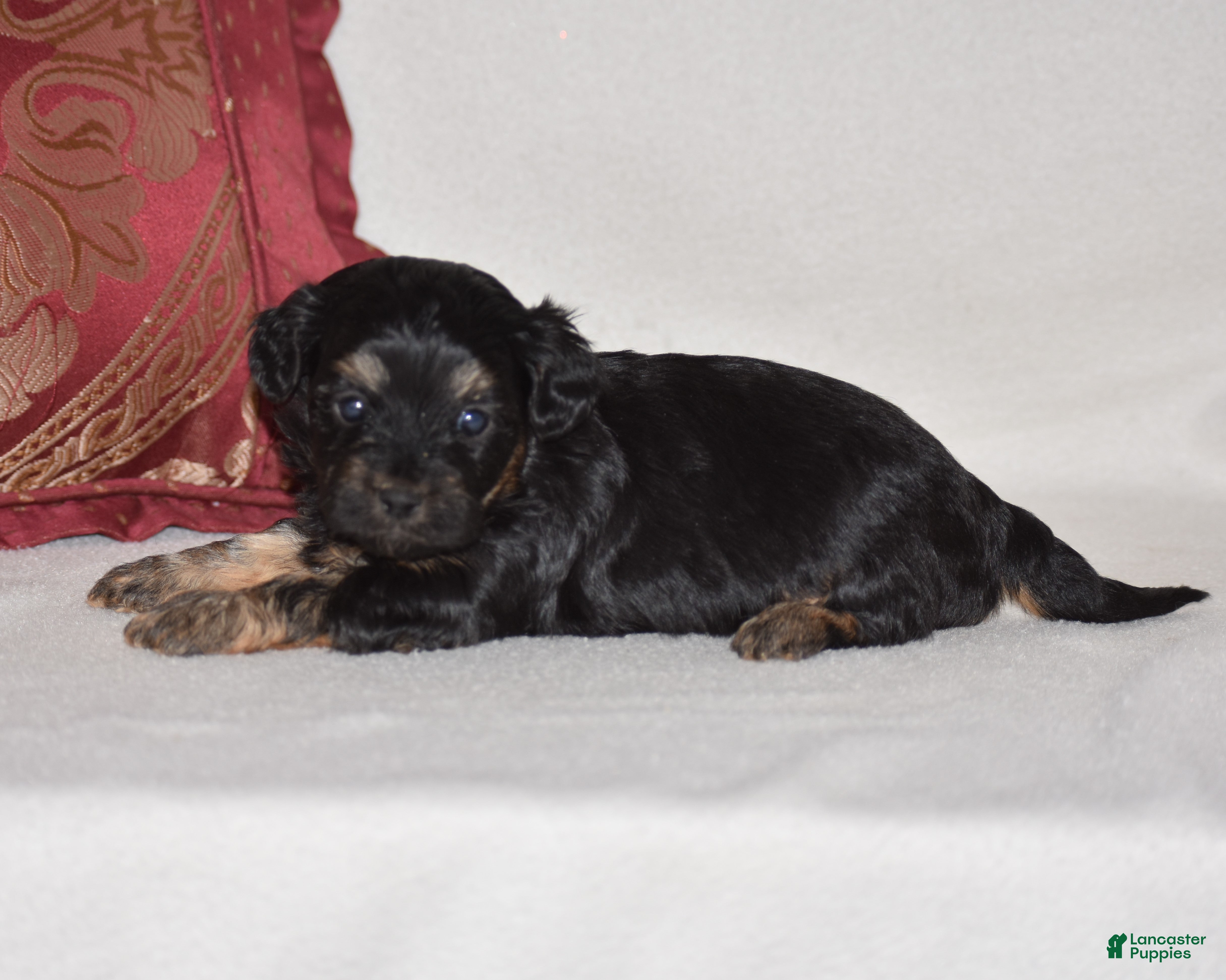 Yorkiepoo dogs Velvet - Ad 2