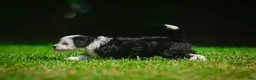 Mini Bernedoodle dogs for sale: Mia - F1B - Ad 1