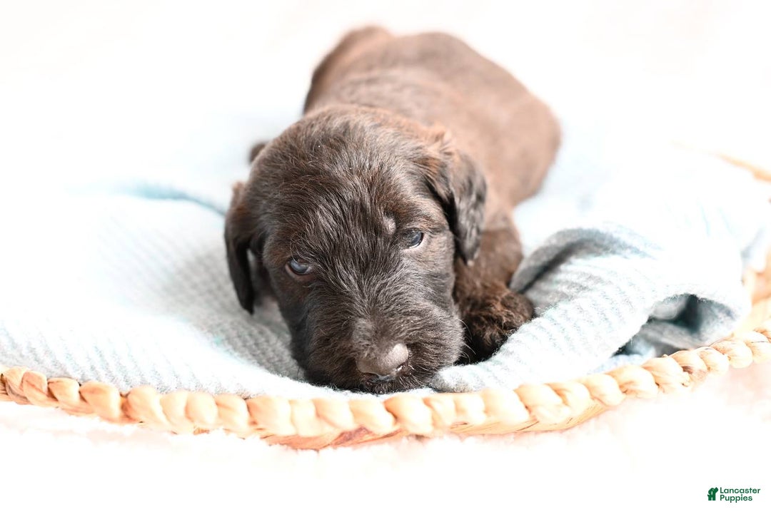 Mixed Breed dogs for sale: Echo - Ad 3