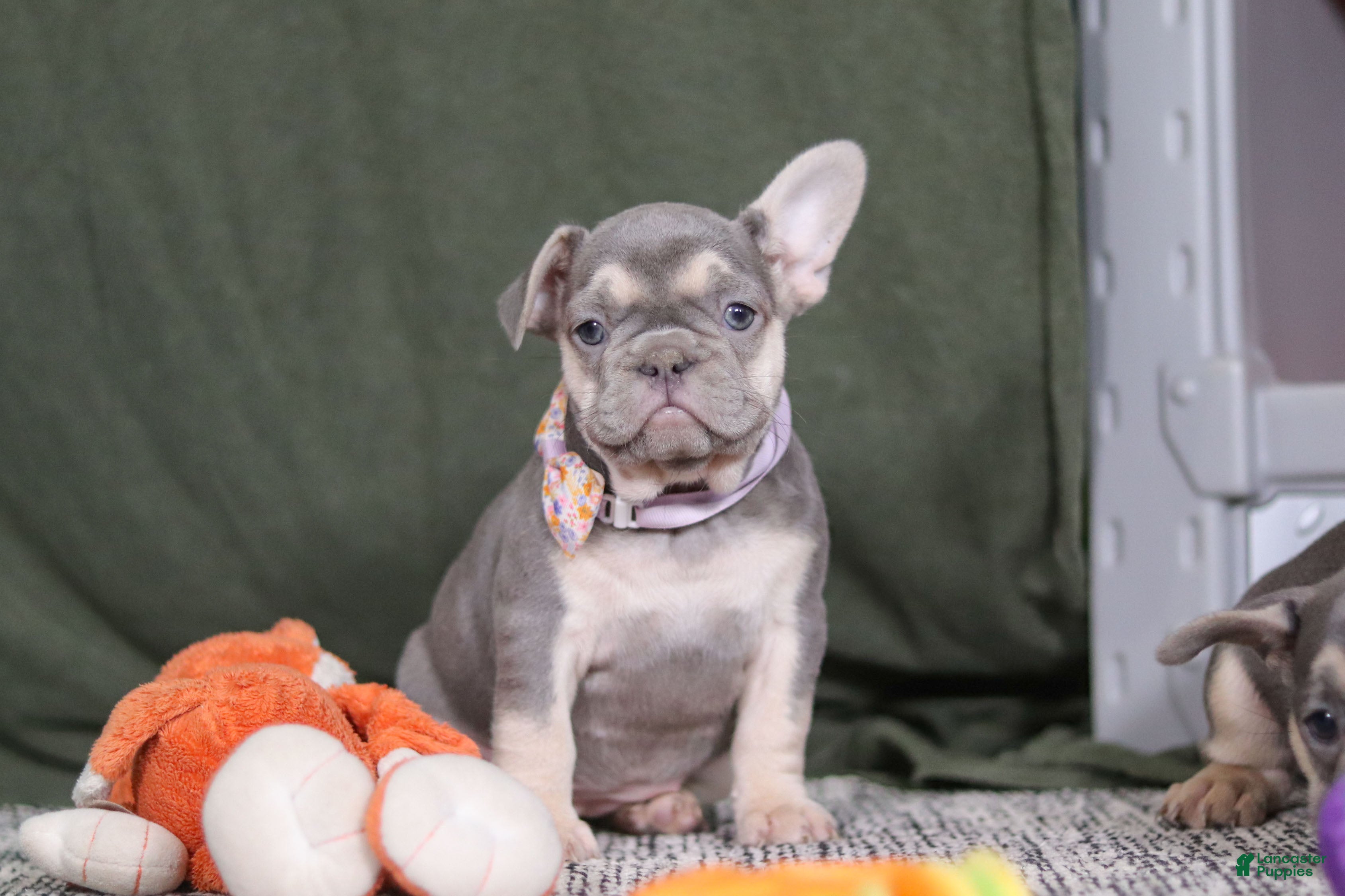 French Bulldog dogs Cora - Ad 18