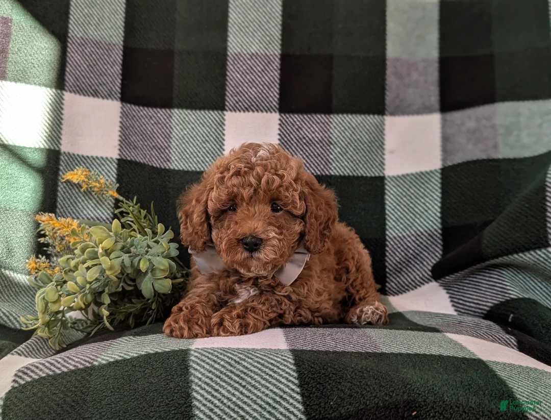 Miniature Poodle dogs for sale: Dannie 10 lbs FUll Grown - Ad 6