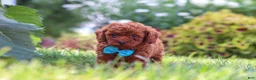 Miniature Poodle dogs for sale: Milo - Ad 4