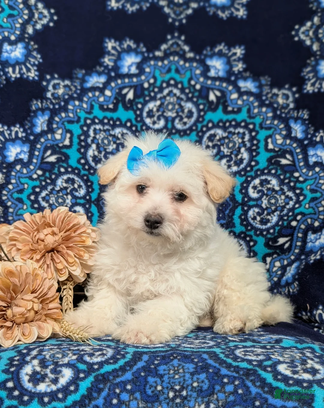 Bichon Frise dogs for sale: Carleen - Ad 3