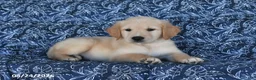 Golden Retriever dogs for sale: Preston - Ad 4