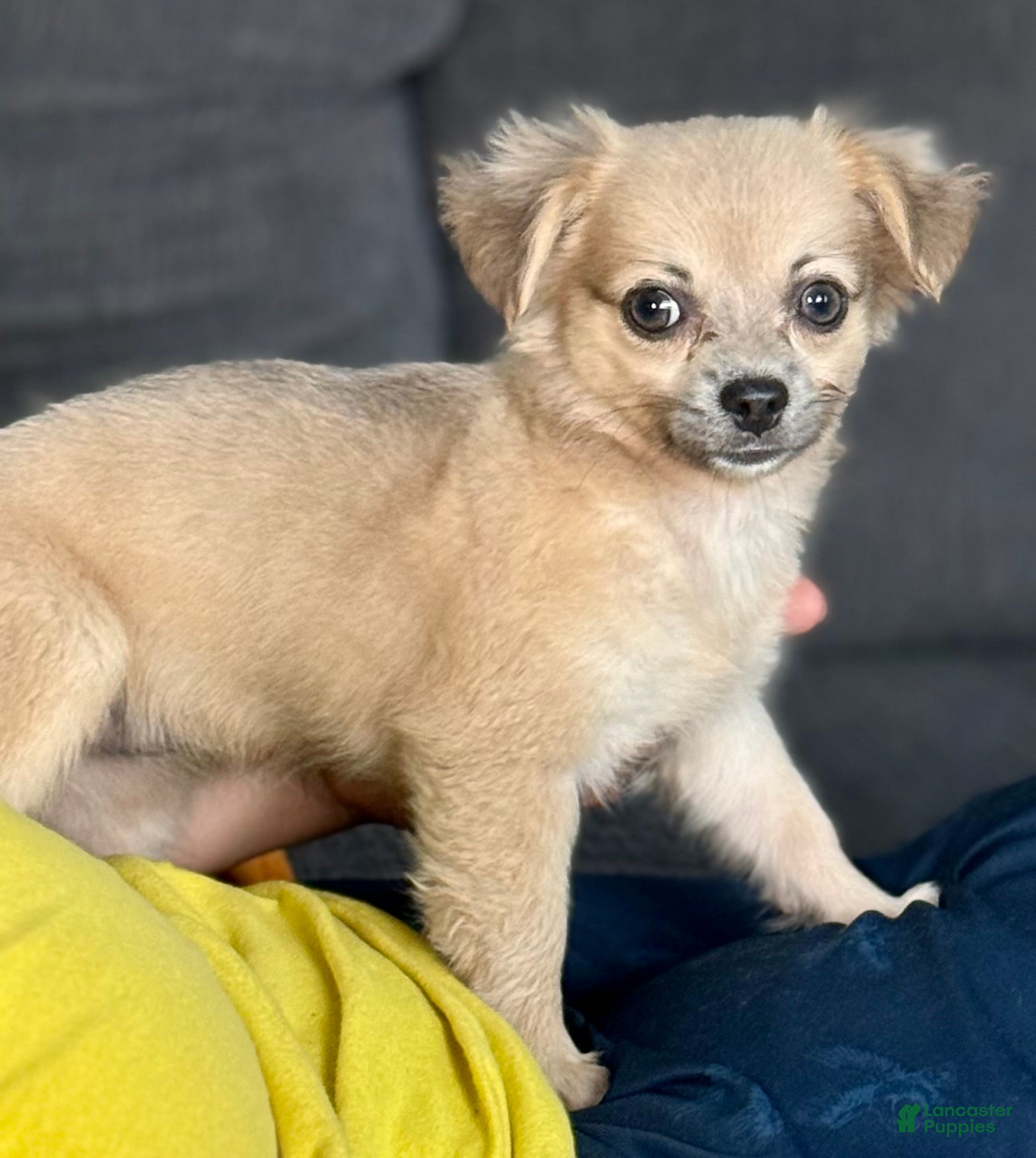 Chihuahua dogs May - Ad 2