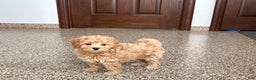 Maltipoo dogs for sale: Terry - Ad 5