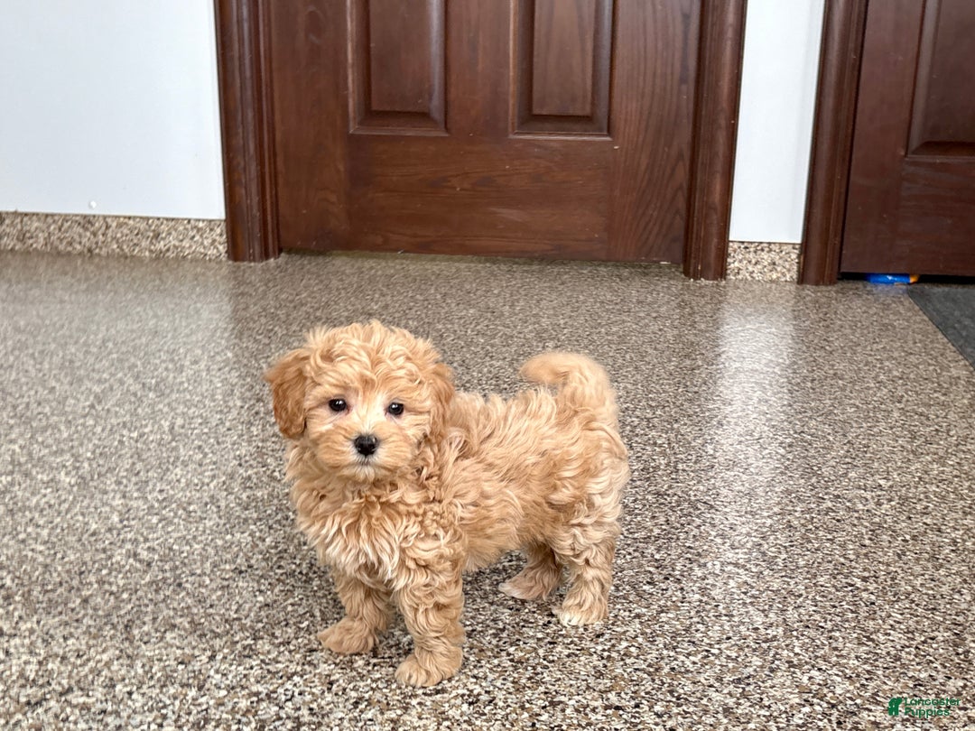 Maltipoo dogs for sale: Terry - Ad 5