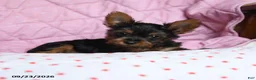 Yorkshire Terrier dogs for sale: Spice - Ad 2