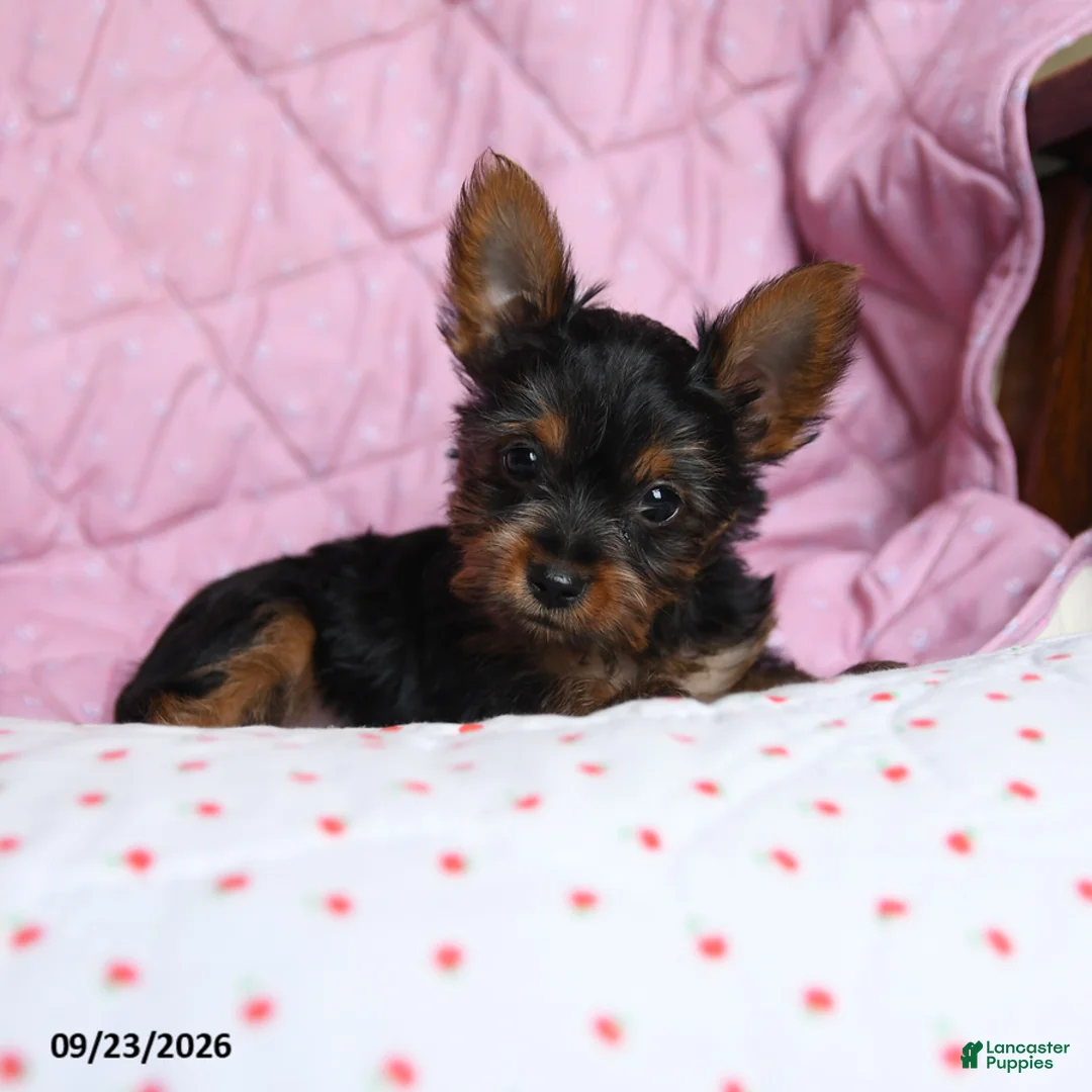Yorkshire Terrier dogs for sale: Spice - Ad 2