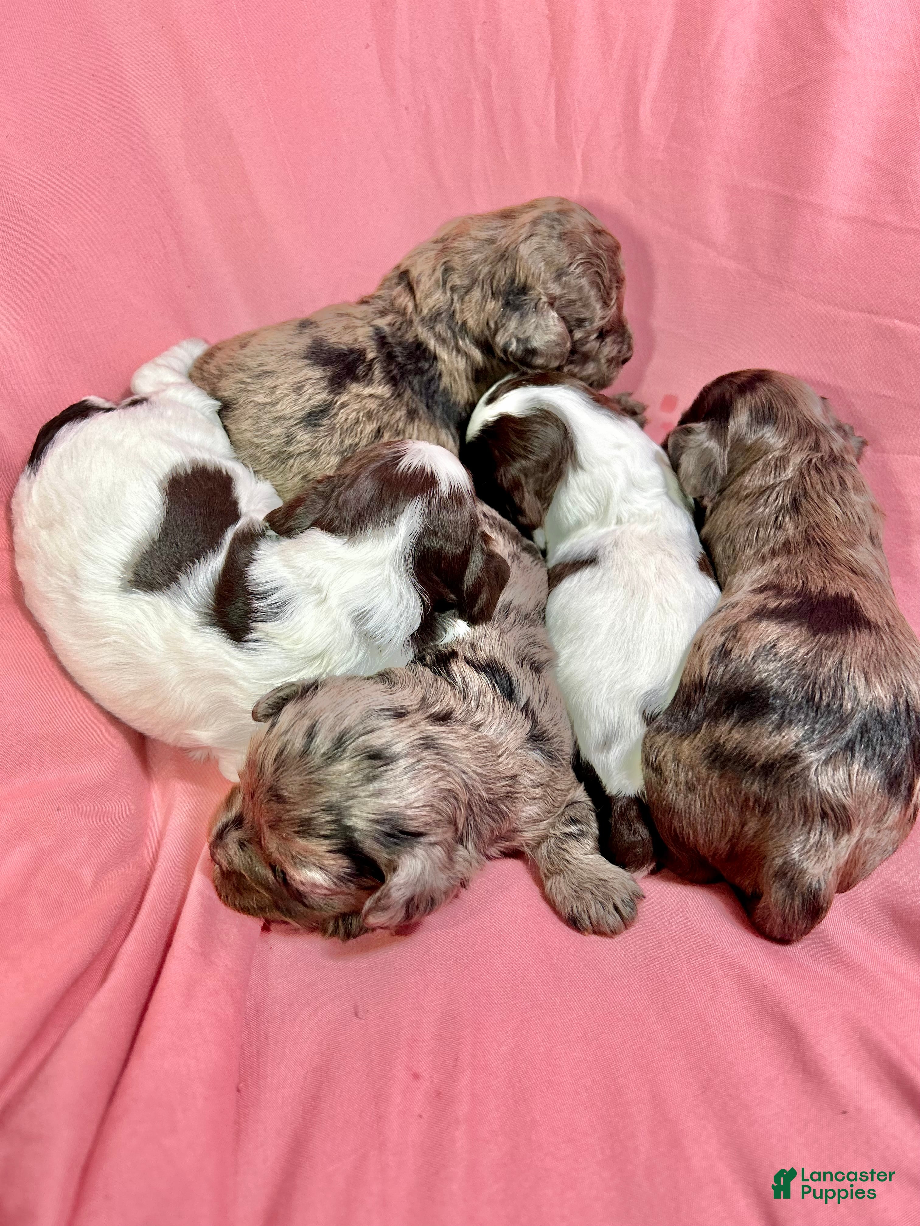 Cavapoo dogs Joy - Ad 2