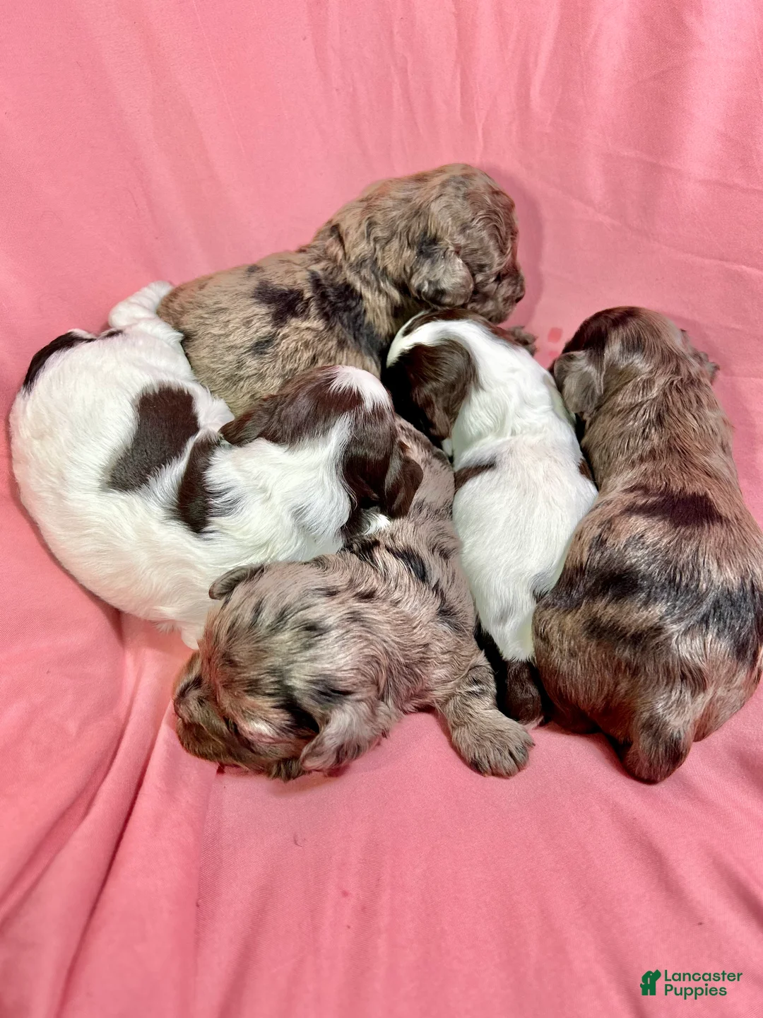 Cavapoo dogs for sale: Joy - Ad 2