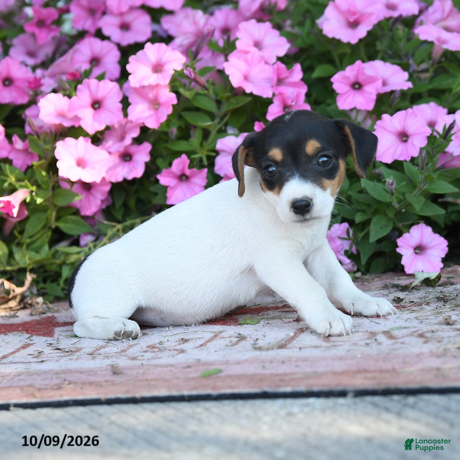 Jack Russell Terrier dogs Jo - Ad 2