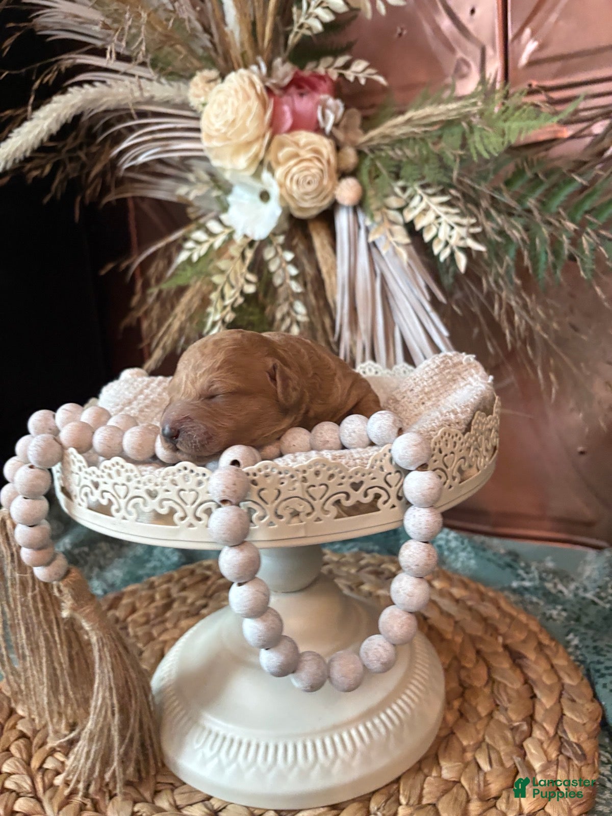 Mini Goldendoodle dogs Mini Goldendoodle 5 Carmel Ribbon Crunch  - Ad 42