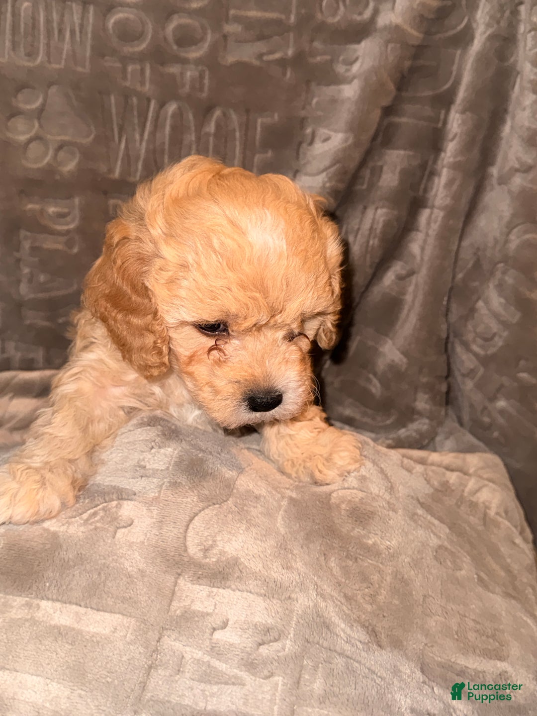 Cavapoo dogs for sale: Peanut - Ad 2