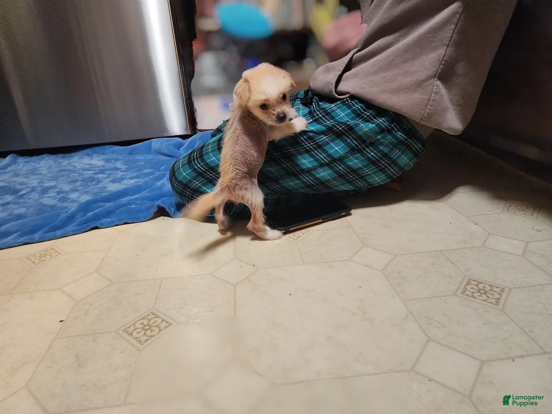 Mixed Breed dogs for sale: Charm - Ad 2