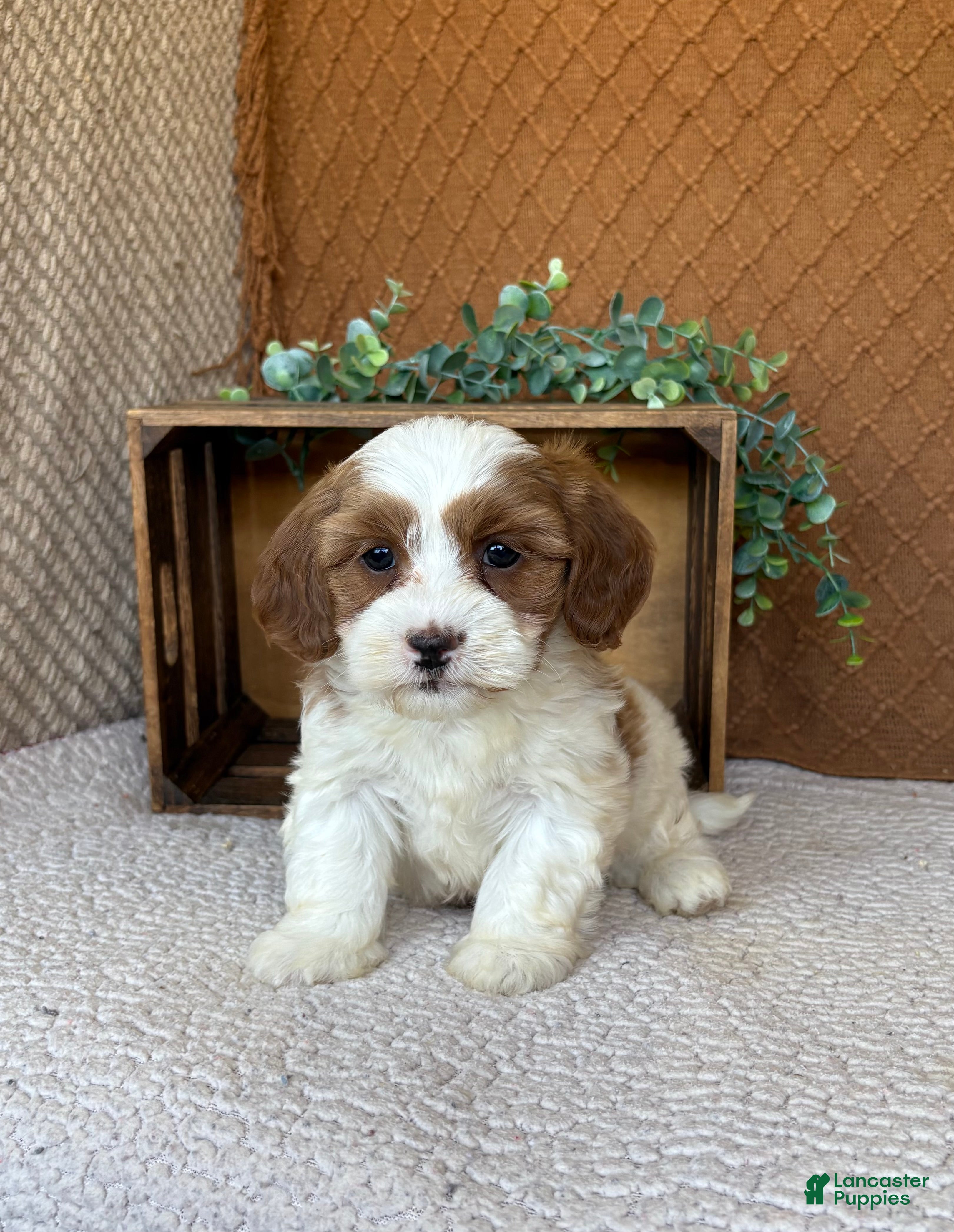 Havanese dogs Shelby  - Ad 2