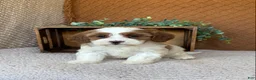 Havanese dogs for sale: Shelby  - Ad 2