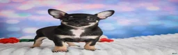Chihuahua dogs for sale: Boone - Ad 1